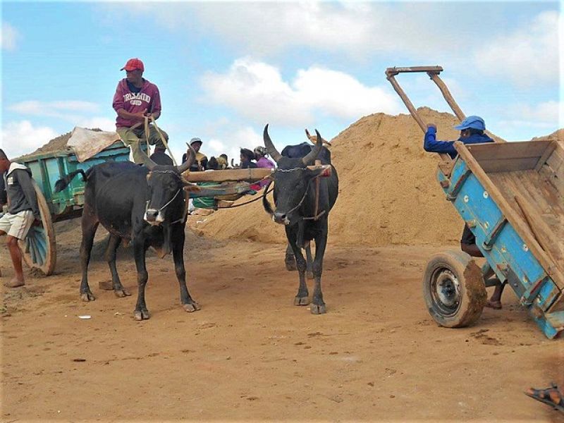 Zebu (Ox) Cart in Antananarivo, Madagascar-280701941badca19adba84061e7261ee1625116091.jpg